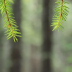 Nel bosco