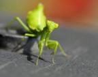 religiosa religiosa
