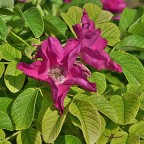 Rosa 4 Rosa 4