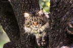 Il gatto lince Il gatto lince