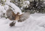 Ghiandaia sotto la neve Ghiandaia sotto la neve