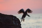 Cormorano al tramonto Cormorano al tramonto