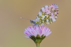 Anthocharis cardamines Anthocharis cardamines
