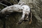 Natura morta Natura morta