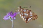 Issoria lathonia Issoria lathonia