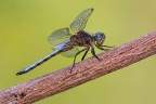 Orthetrum coerulescens