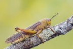 Anacridium aegypium (m) Anacridium aegypium (m)