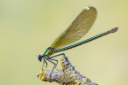 Calopteryx splendens