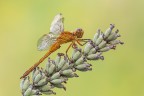 Orthetrum coerulescens (f) Orthetrum coerulescens (f)