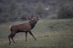 Il bramito del RE Il bramito del RE