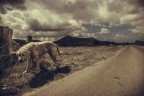 Solo come un cane Solo come un cane