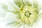 Clematis Shirayukihime... Clematis Shirayukihime...