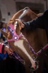 Il cavallo vincente Il cavallo vincente