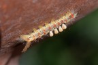 Orgyia Antiqua Orgyia Antiqua