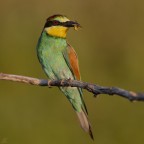 ..gruccione con preda..