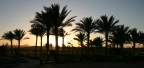 Palme Palme