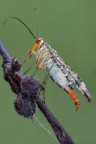 Panorpa annexa (Mosca scorpione) Panorpa annexa (Mosca scorpione)