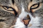 Seriosità Seriosità