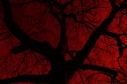 lacrime rosse tra i rami