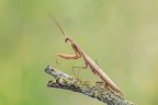Mantide religiosa Mantide religiosa
