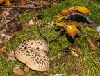 Autunno Autunno