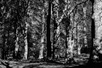 Gli alberi Gli alberi