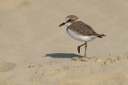Fratino (Charadrius alexandrinus) Fratino (Charadrius alexandrinus)