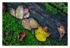 Particolari d'autunno Particolari d'autunno