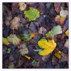 Sottobosco autunnale