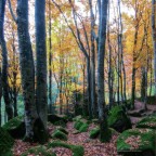 Il bosco delle fate 2