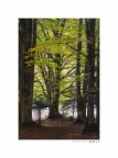 Elven woods Elven woods