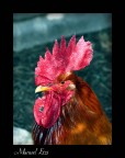 Chicken Chicken