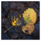 Piove nel bosco d'autunno