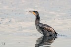 Cormorano