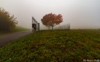 L'albero solitario all'ingresso L'albero solitario all'ingresso