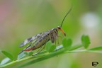 Mosca scorpione Mosca scorpione