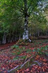 Albero autunnale Albero autunnale