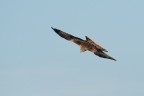 Nibbio reale (Milvus milvus) Nibbio reale (Milvus milvus)