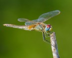 Libellula