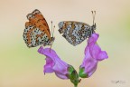 Melitaea-didyma-and-phoebe-_DSC7764