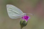 Butterfly Butterfly