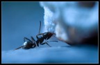 Formica Golosa Formica Golosa