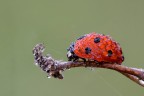 La coccinella La coccinella