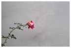Rosa novembrina Rosa novembrina