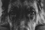 The wolf's look The wolf's look