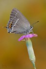 Satyrium spini Satyrium spini