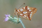 Issoria lathonia Issoria lathonia