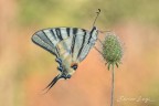 Iphiclides podalirius (Linnaeus, 1758) Iphiclides podalirius (Linnaeus, 1758)