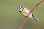 Cinciarella Cinciarella
