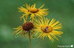 Il posatoio giallo Il posatoio giallo